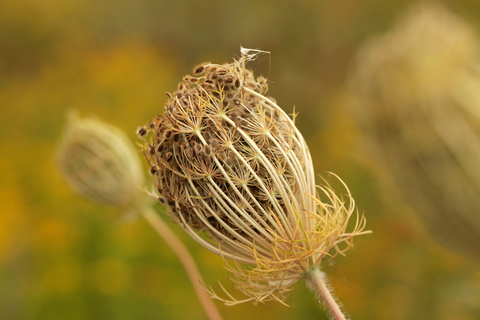 Carrot Seed Oil (Daucus Carota Sativa)